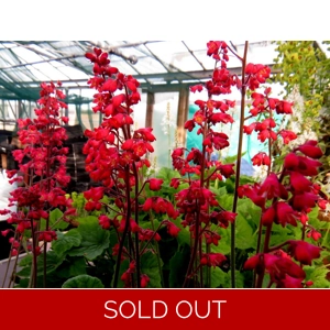 Heuchera 'Sioux Falls'